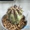 Copiapoa cinerea