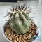 Copiapoa cinerea
