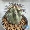 Copiapoa cinerea