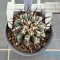 Copiapoa cinerea