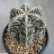 Astrophytum myriostigma cv. FUKURYU