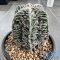 Astrophytum myriostigma cv. FUKURYU