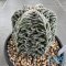Astrophytum myriostigma cv. FUKURYU