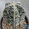 Astrophytum myriostigma cv. FUKURYU