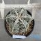Astrophytum myriostigma cv. FUKURYU