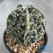 Astrophytum myriostigma cv. FUKURYU