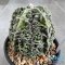Astrophytum myriostigma cv. FUKURYU