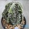 Astrophytum myriostigma cv. FUKURYU