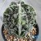 Astrophytum myriostigma cv. FUKURYU
