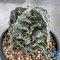 Astrophytum myriostigma cv. FUKURYU