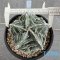 Astrophytum myriostigma cv. FUKURYU