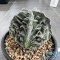 Astrophytum myriostigma cv. FUKURYU