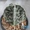Astrophytum myriostigma cv. FUKURYU