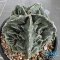 Astrophytum myriostigma cv. FUKURYU