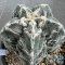 Astrophytum myriostigma cv. FUKURYU