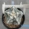 Astrophytum myriostigma cv. FUKURYU