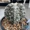 Astrophytum myriostigma cv. FUKURYU