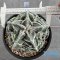 Astrophytum myriostigma cv. FUKURYU
