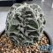 Astrophytum myriostigma cv. FUKURYU