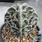 Astrophytum myriostigma cv. FUKURYU