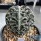 Astrophytum myriostigma cv. FUKURYU