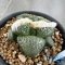 Ariocarpus lloydii