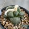 Ariocarpus lloydii