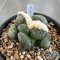 Ariocarpus lloydii