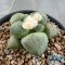 Ariocarpus lloydii
