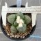 Ariocarpus lloydii