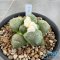 Ariocarpus lloydii