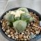Ariocarpus lloydii