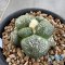 Ariocarpus lloydii