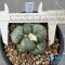 Ariocarpus lloydii
