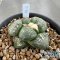 Ariocarpus lloydii