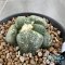 Ariocarpus lloydii