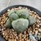 Ariocarpus lloydii