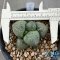 Ariocarpus lloydii