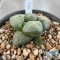 Ariocarpus lloydii