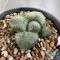 Ariocarpus lloydii