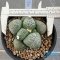 Ariocarpus lloydii