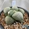 Ariocarpus lloydii