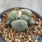 Ariocarpus lloydii