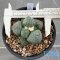 Ariocarpus lloydii