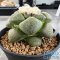 Ariocarpus lloydii