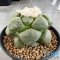 Ariocarpus lloydii