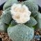 Ariocarpus lloydii