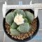 Ariocarpus lloydii