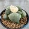 Ariocarpus lloydii