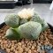 Ariocarpus lloydii